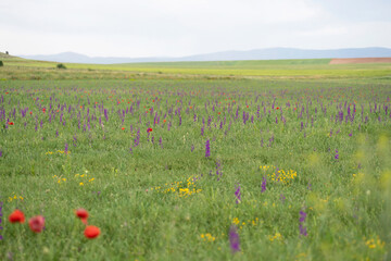 A  stunning expanse of red and purple spring wildflowers stretches out beneath a cloudy sky