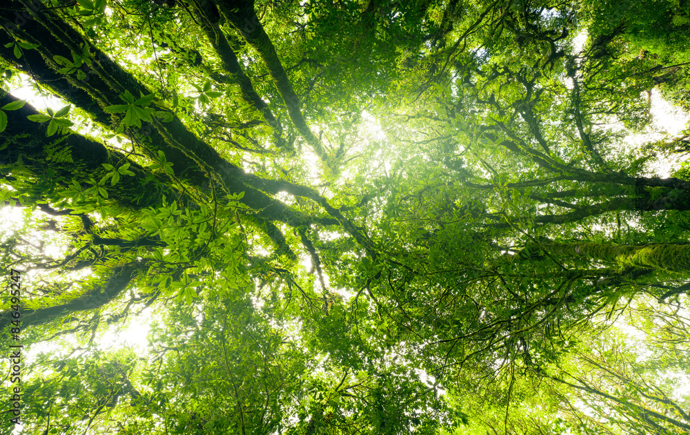 Wall mural looking up view of tree trunk to green leaves of tree in forest with sun light. fresh environment in