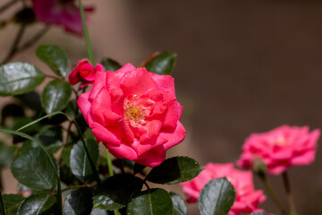 Blossoming pink roses in Belgrade