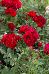 Fototapeta premium Blossoming red roses in Belgrade