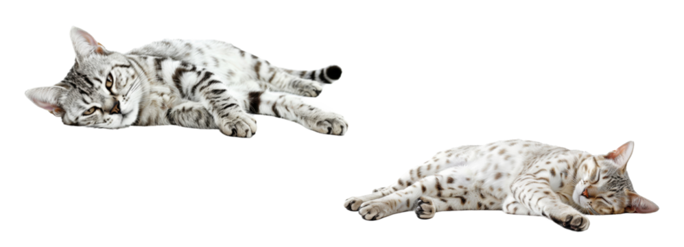 Relaxing  Egyptian Mau cat lying down, isolated on transparent background