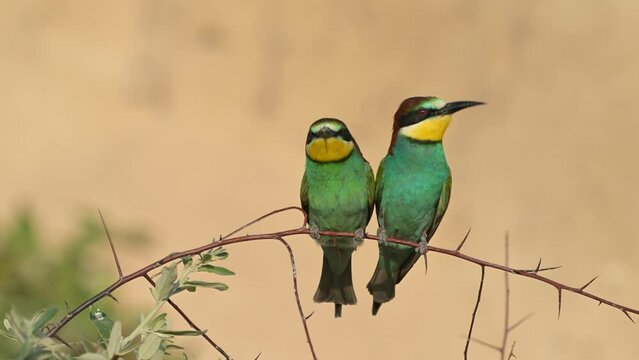 European bee-eater Merops apiaster. Two birds sits on a branch. Close up. Slow motion. Beautiful beige background.