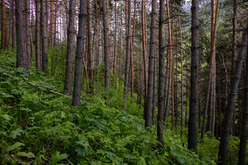 Pine forest, coniferous forest, plants, grass, high resolution, Almaty, Kazakhstan