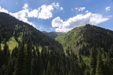 Obraz premium Green hills, pine forest, mountains, blue sky and cumulus clouds, Almaty, Asia, Kazakhstan