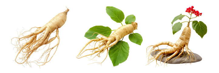 Fresh Ginseng Root with Green Leaves and Red Berries Isolated on Transparent Background