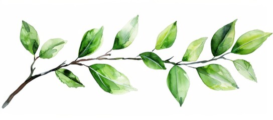 Watercolor Branch with Green Leaves.