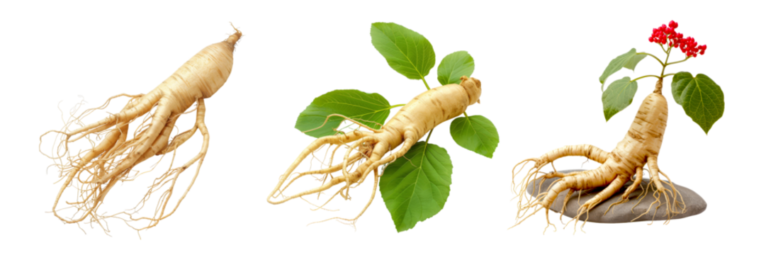 Fresh Ginseng Root with Green Leaves and Red Berries Isolated on Transparent Background