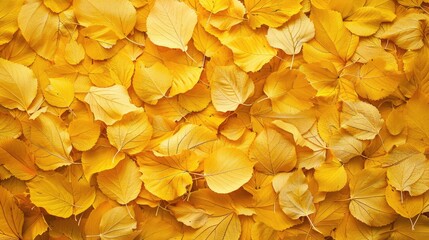 Autumn leaf background with a yellow leaves texture