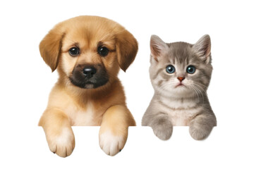 Obraz premium Adorable puppy and kitten peeking, isolated on transparent background