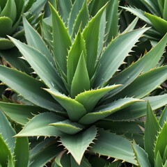 Fototapeta premium Background, abstraction, texture with various cactus in different shapes