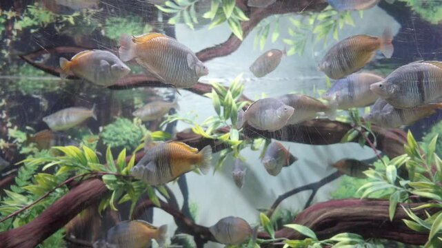 Aquarium fish tank with many Boesemani rainbow fish. Marine conservation. Puebla, Mexico. Slow motion.