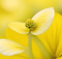 Fototapeta premium yellow flower macro, spring, plant, daffodil, narcissus, macro, bloom, flora, garden, blossom, petal, flowers, isolated, closeup