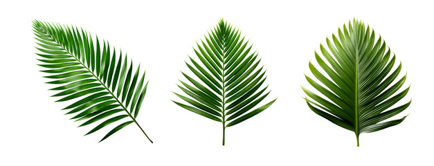 Collection of Fresh Green Fern Leaves, Isolated on Transparent Background