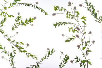 자연에서 만날수 있는 여러가지 식물을 스튜디오에서 촬영하다.