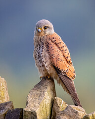 Turmfalke bird perched on wood against a dark blue sky background