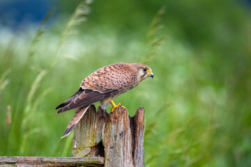 Close-up of a kestrel perched on a wooden post in a green field