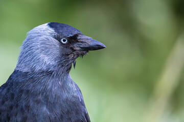 Close-up of a Eurasian jackdaw with a blurred green background
