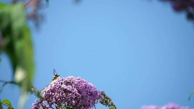 A common yellow swallowtail Papilio machaon on the flower of a butterfly bush Buddleja davidii . Close up, slow motion