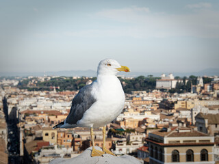 Bird perched on a ledge, in front of the Rome cityscape