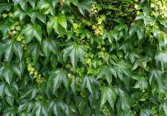 Parthenocissus green hedge, virginia crepeper foliage wall pattern, lush green victoria creeper ivy...