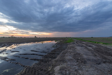 A dirt road winds through a field in the springtime, with a puddle reflecting the setting sun..