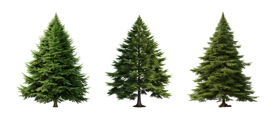 Evergreen Pine Trees with Dense Needles Isolated on Transparent Background