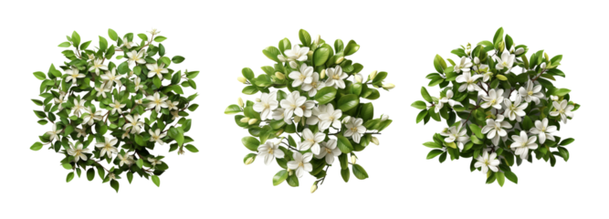 Top View of Fragrant White Flowering Plants Isolated on Transparent Background