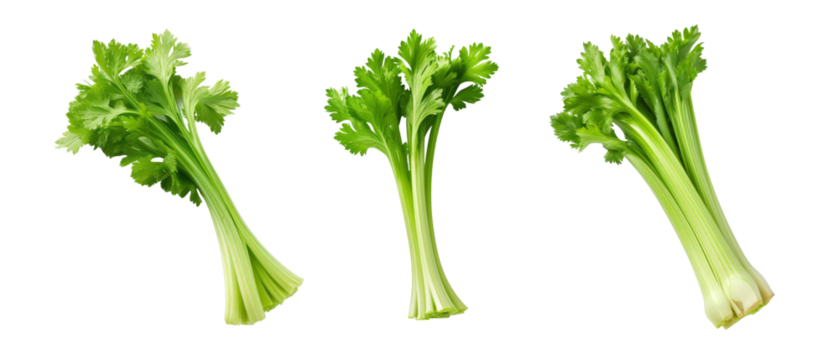 Fresh celery stalks isolate on transparent background