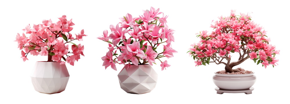 Pink Flowering Bonsai Trees in Stylish Geometric Pots Isolated on Transparent Background
