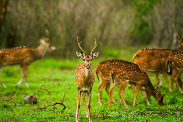Masinagudi,Nilgiri Biosphere Reserve, Tamil Nadu