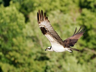 a ospree flying over a forest filled with green trees