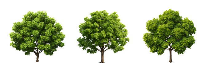 Fototapeta premium Three Lush Green Trees with Dense Foliage Isolated on Transparent Background