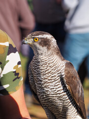 Portrait of a adult goshawk , accipiter gentilis on the falconer's fist