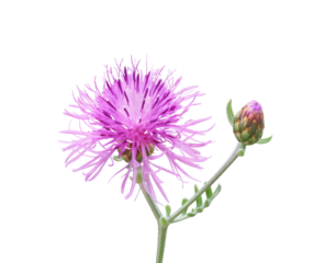 セントーレア　5月撮影