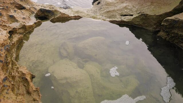 Rockpool with Limpets and Periwinkles