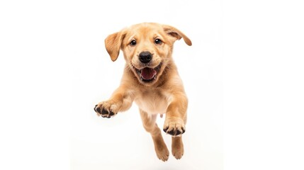 Joyful Golden Retriever Puppy Leaping on White Background