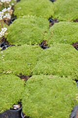 Silene acaulis or moss campion vases in nursery