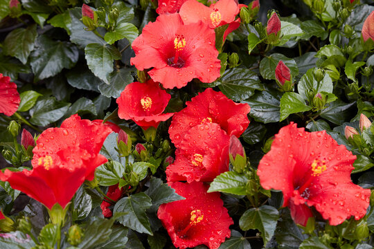 Hibiscus rosa sinensis or Chinese hibiscus plants with red flowers background