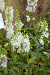Verbascum phoeniceum White Bride plants with flowers