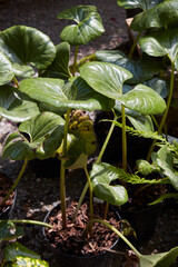 Petasites japonicus or butterbur plants in vase