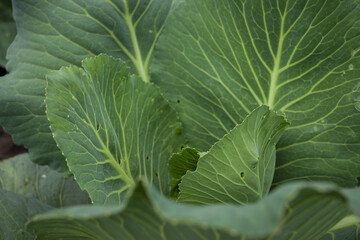 Cabbage leaves close-up. Small depth of field (DOF)