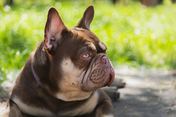 Fototapeta premium French bulldog awesome head
