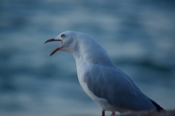a seagull with ocean view