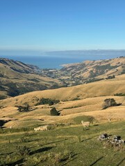 Fototapeta premium Typical landscape of New zealand