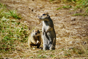 The European ground squirrel (Spermophilus citellus) souslik in Elbrus National Park Russia