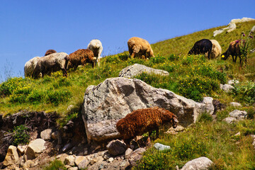 Flock of sheep grazing in Caucasus Mountains