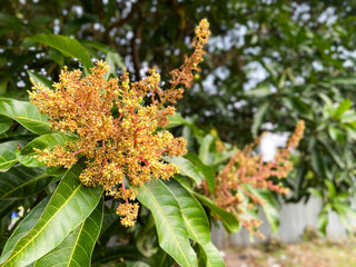 Mangifera indica,Mango flowers in mango tree. Close up of Mango flowers, Inflorescence mango flowers