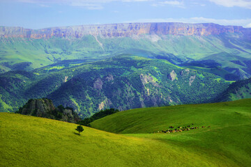 Obraz premium A Herd of Cows in the Caucasus Mountains Bermamyt plateau landscape