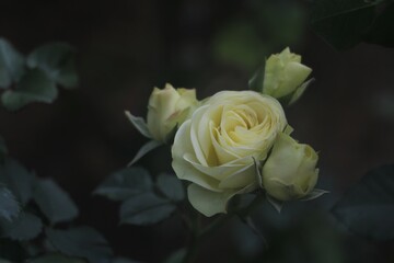 blooming, bouquet of flower, white, creamy rose, beautiful and romantic