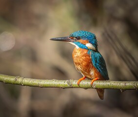 Vibrant kingfisher perched on a branch with a blurred natural background.